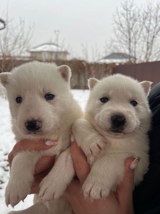 Белоснежный кавалер хаски