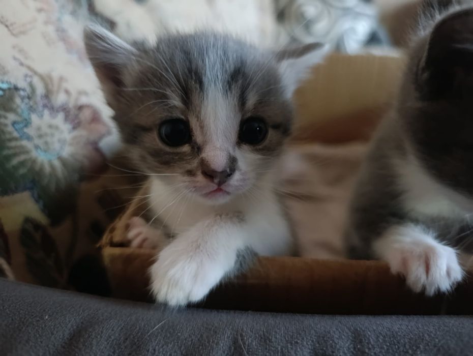Отдам котят в хорошие руки
