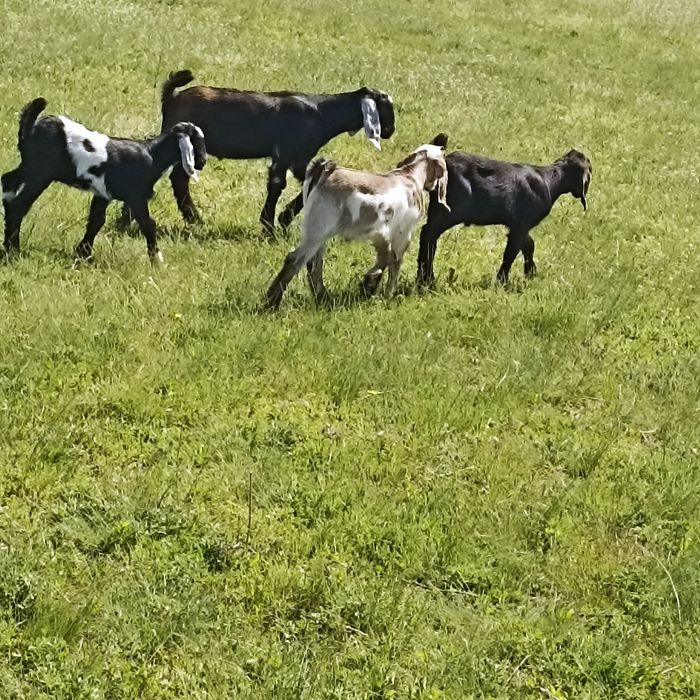 vând iezi anglo-nubieni