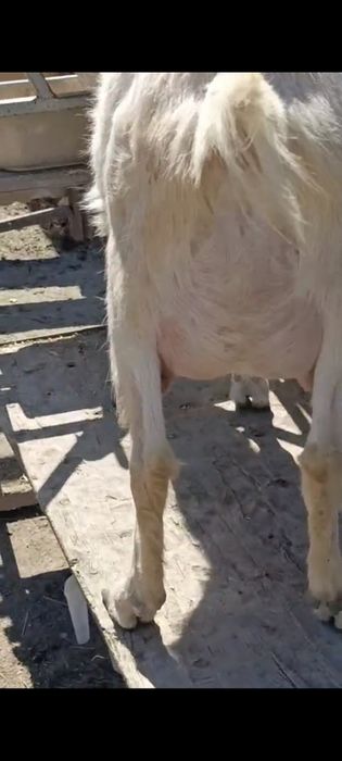 Дойные козы сутти ешки  занен пародаа