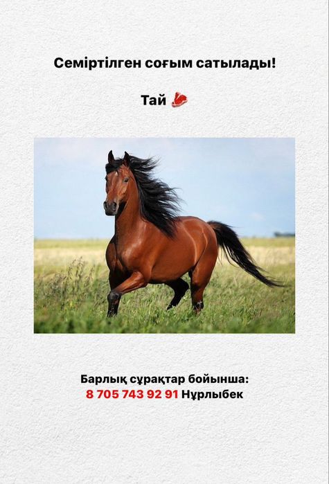 Жылқы еті семіз тай