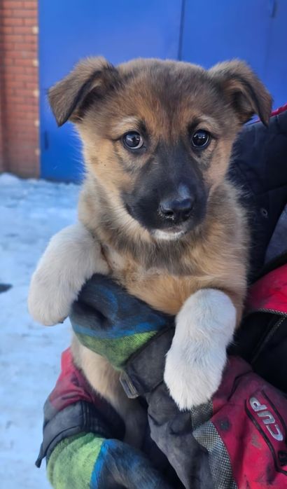 Продам щенков от красивой собаки