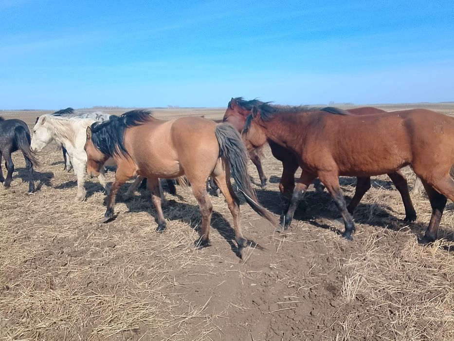 Жылқылар сатылады, 4 бас. Продам лошадей 4 головы
