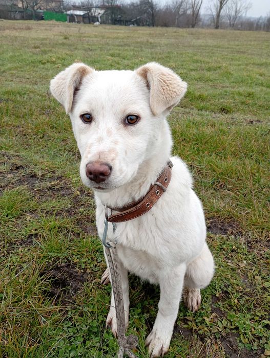 Подарявам малко бяло кученце