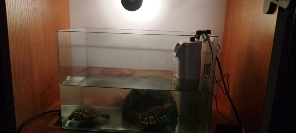 Продам двух черепах красноухих и 5 рыбок