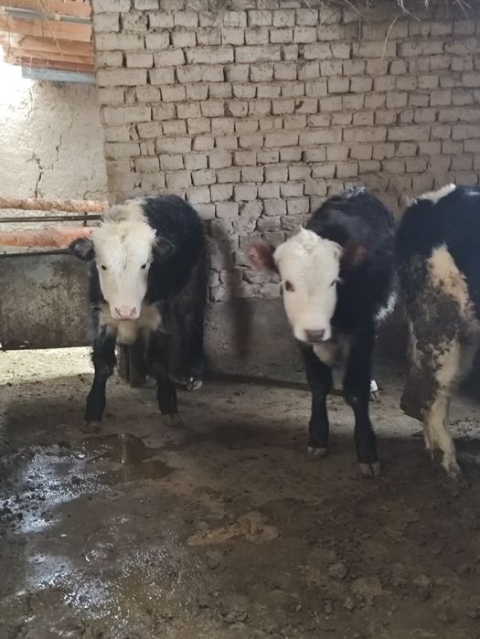 Бұқалар сатылады