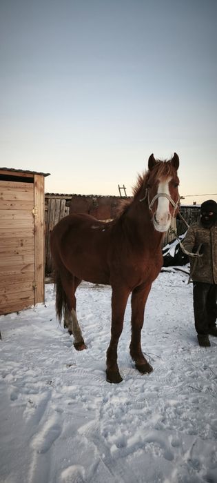 Продам жеребец 5 лет