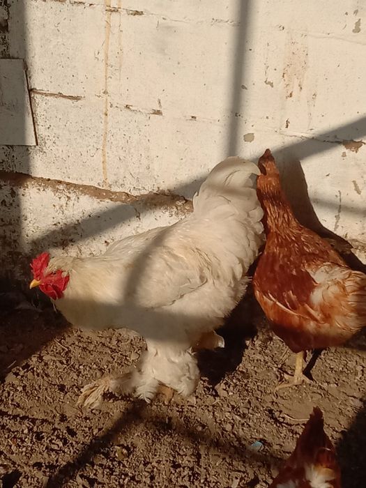 Продаётся петух брама