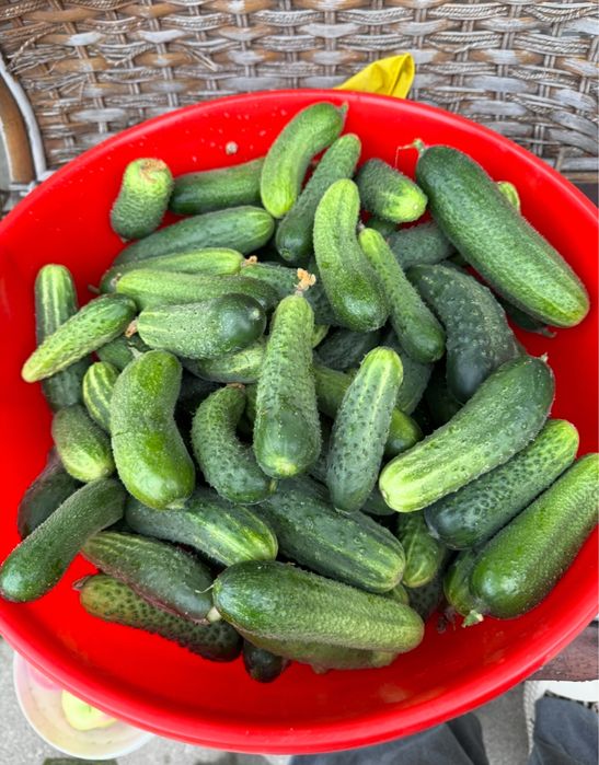 Продам домашние огурцы