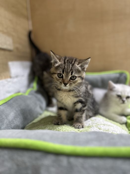 Шотладские котята