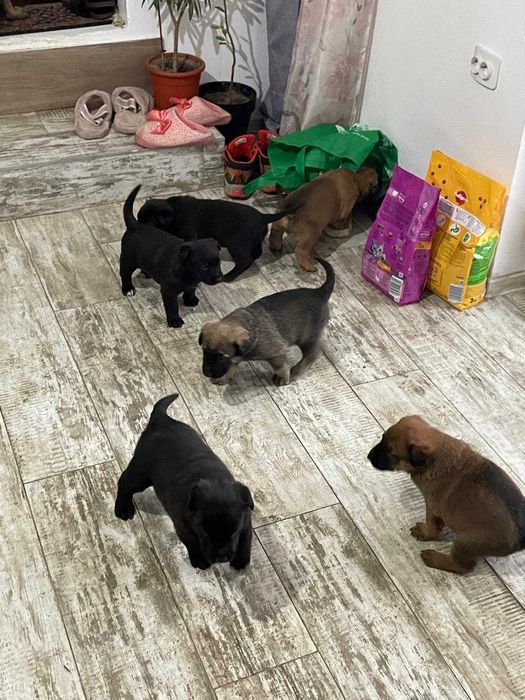 Se ofera spre adoptie