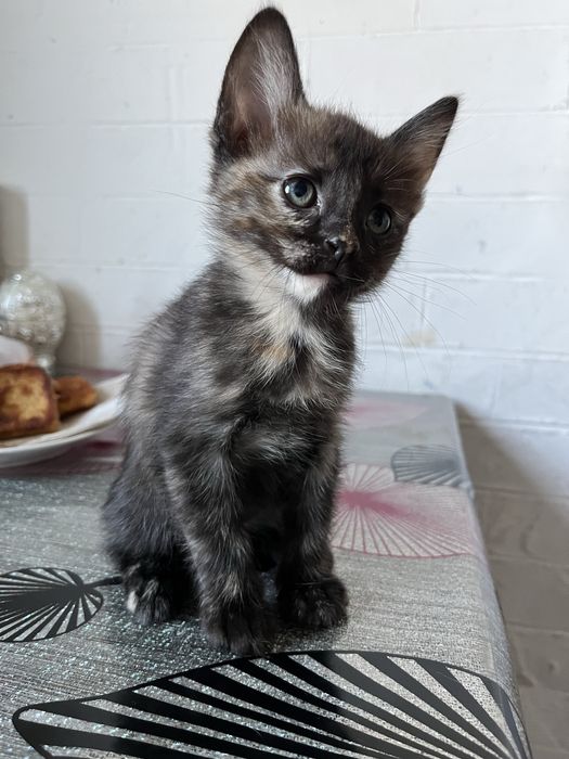 В хорошие руки!