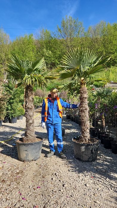 Palmierii trachycarpus Fortunei. Și cycas revolut