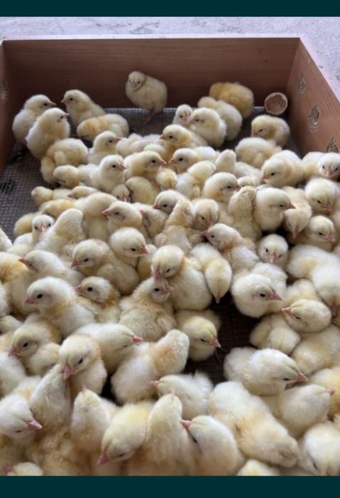 Продажа бройлерные