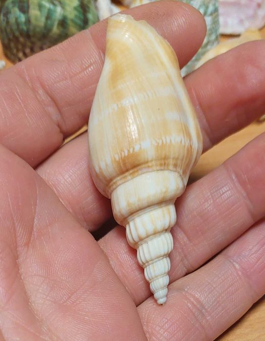 Scoici si melci diferite marimi