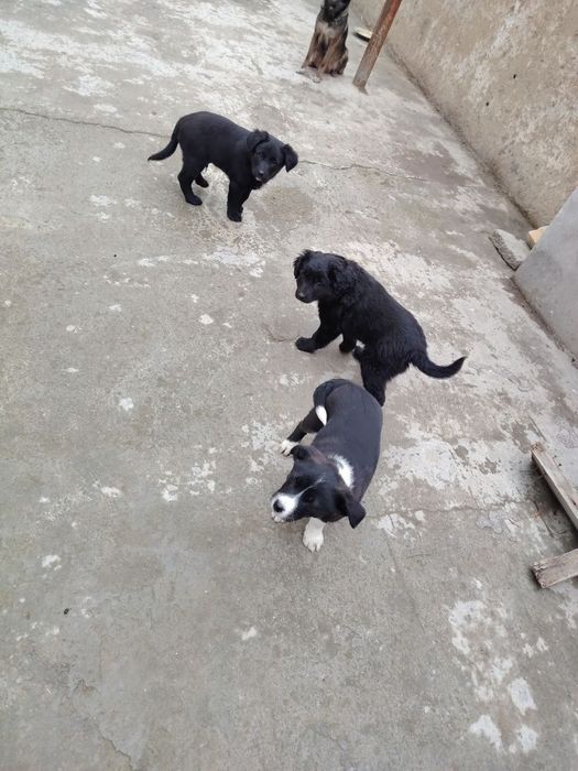 Щенки красивые, будут среднего размера