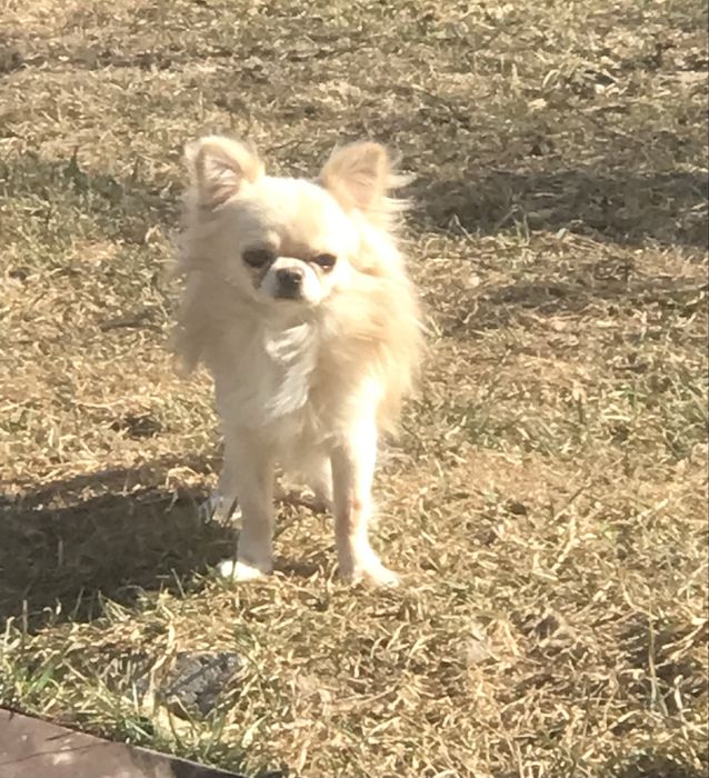 Кобели Чихуахуа для вязки