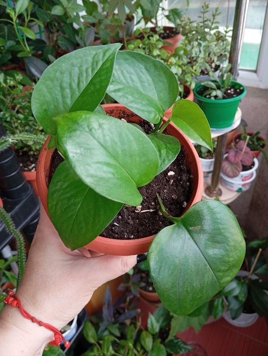 Продам цветы комнатные