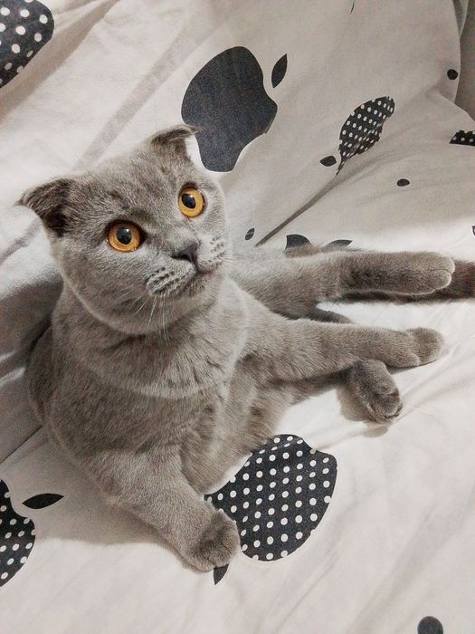 Продам кошку вислоухий шотландец