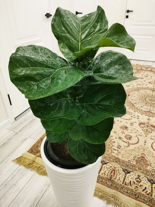 комнатные цветы, доставка