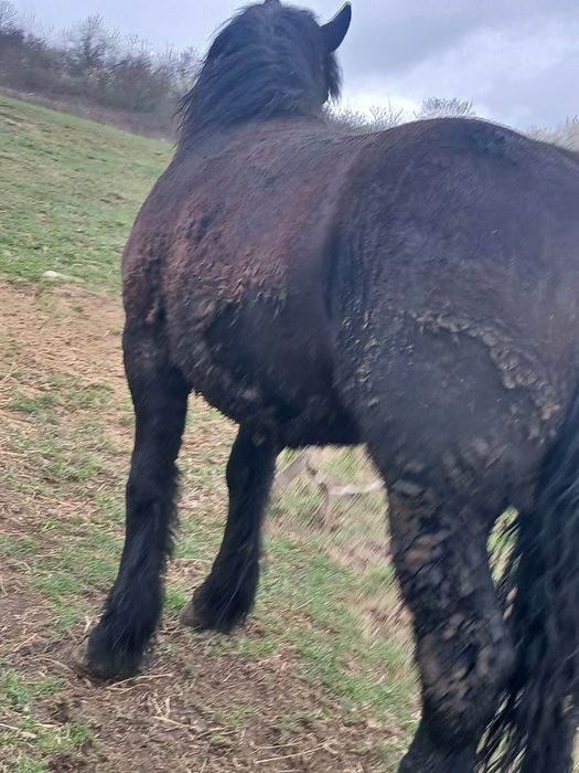 De vânzare manza Negra