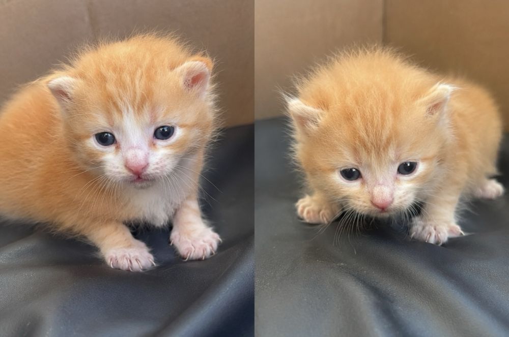 Отдам котят в хорошие руки