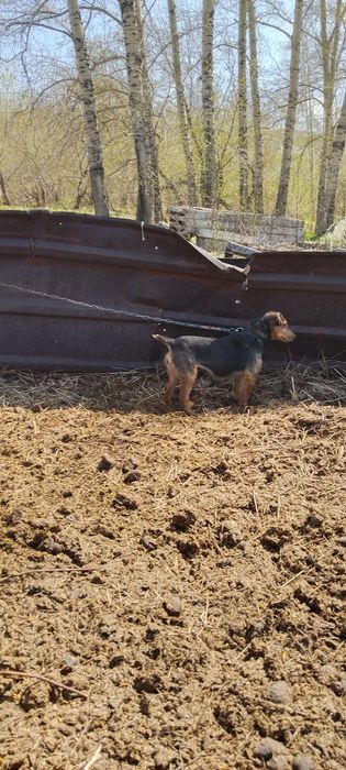 Продам Ягтериера