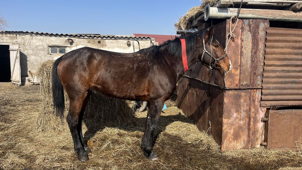 Айғыр сатылады , Продам жеребца