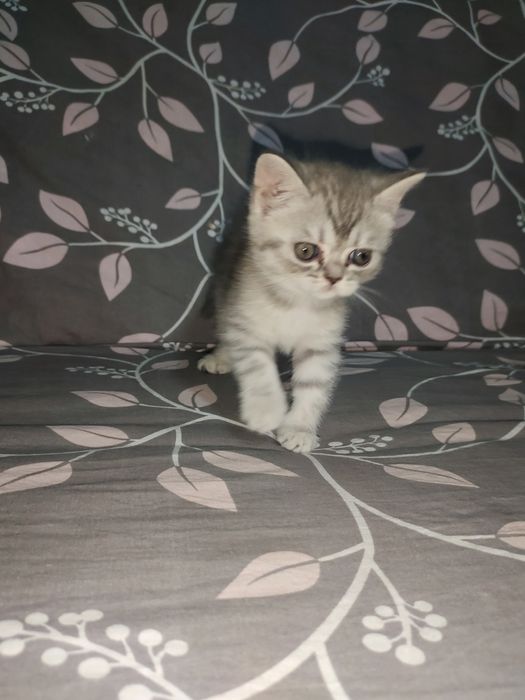 Котята пародистые 2 месяцев