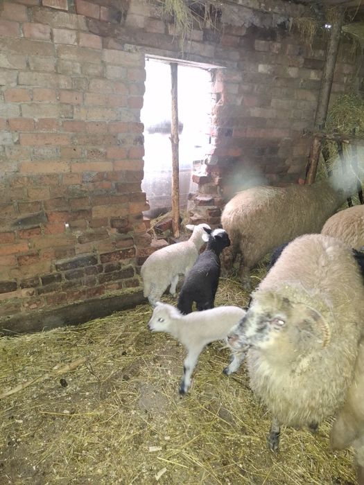 Vând oi cu miei după ele