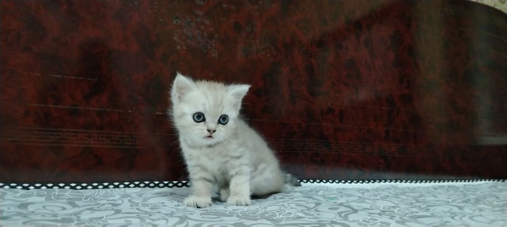 Кошка парода британский шеншила