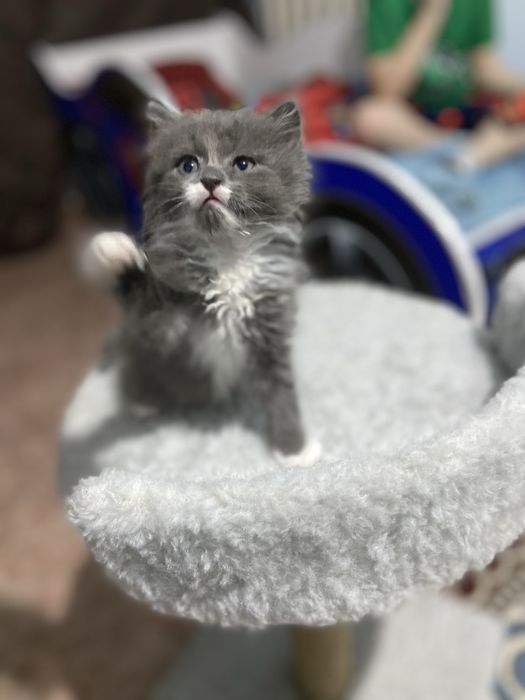 Продам котенка в хорошие руки