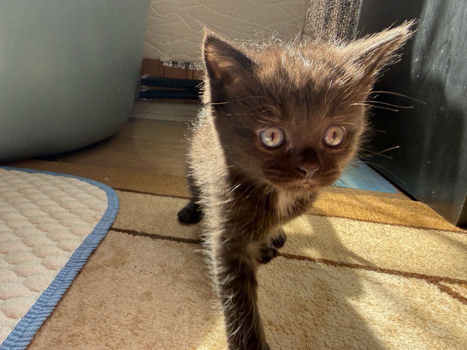 Отдам двух мальчишек !