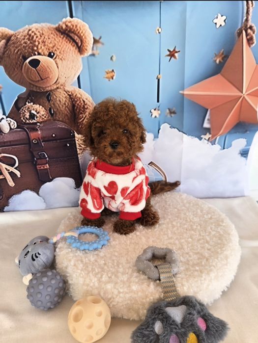 Пудел той с родасловие / Poodle toy