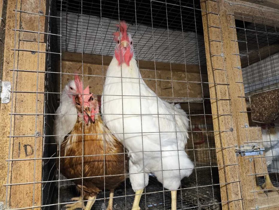 Продаются молодые петухи возрастом 5 месяцев