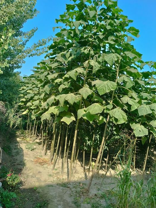 Pavloniya kochatlarimiz sotuvda bor arzon narxlarda