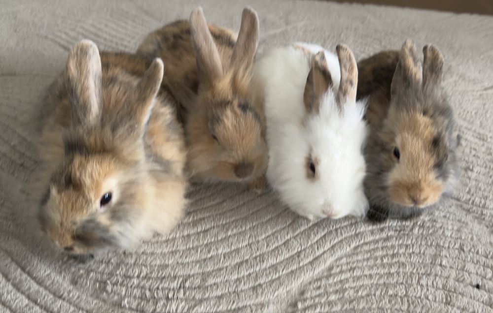 Iepurasi pets, dragalasi, mix rasa fluture german si cap de leu.