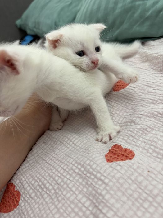 Британские вислоухие котята