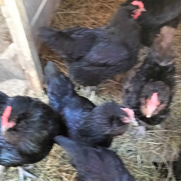 Ouă incubat găini Brahma, Vălișoara și Australorp