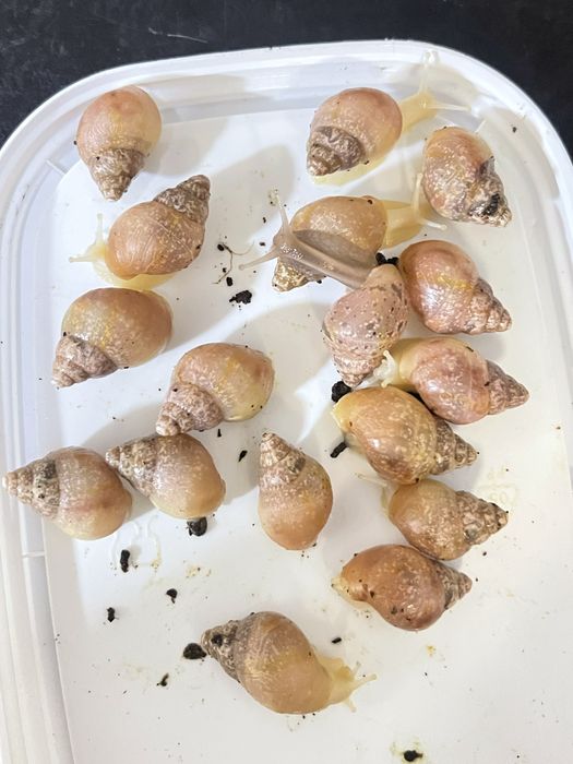 Улитки ахатин в продаже