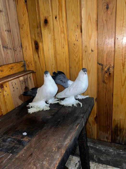 Продам голубей статных