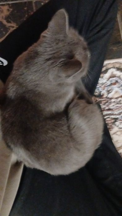 Продаётся британская кошка