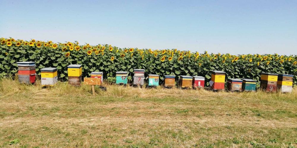 Vand familii si roi de albine