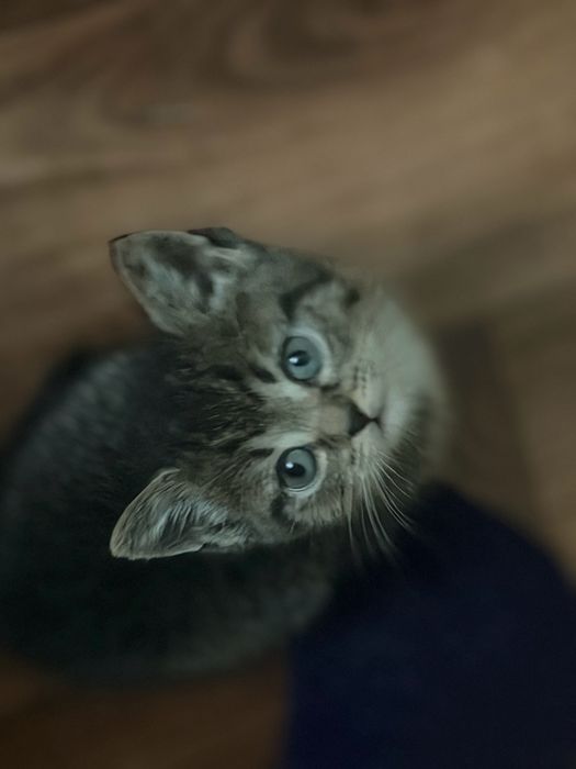 Отдам котенка на добрые руки