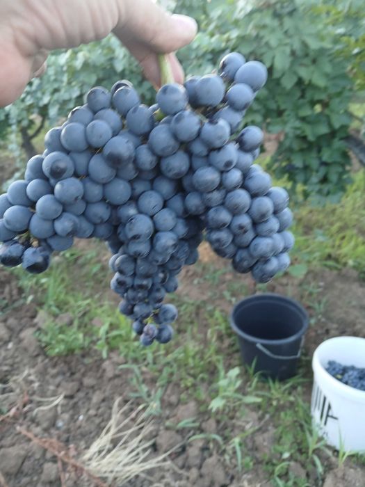 Продавам винен сорт грозде мерло за вино и ракия