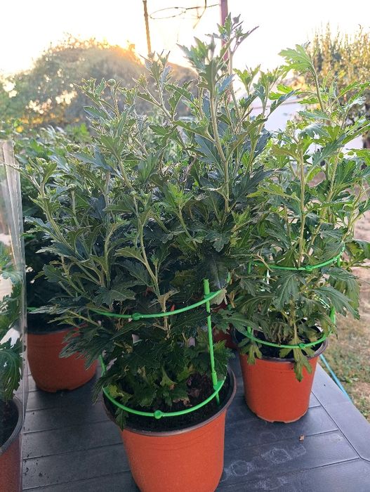 Crizanteme Multiflora ghiveci tufe mari – Producător Gorj (pline de boboci)