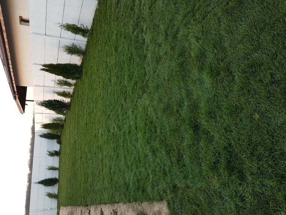 Rulouri de gazon, sisteme de irigat, pavaz, tuia, plante,semințe gazon
