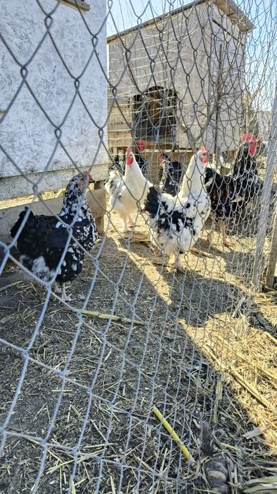 Oua de gaini pt incubator