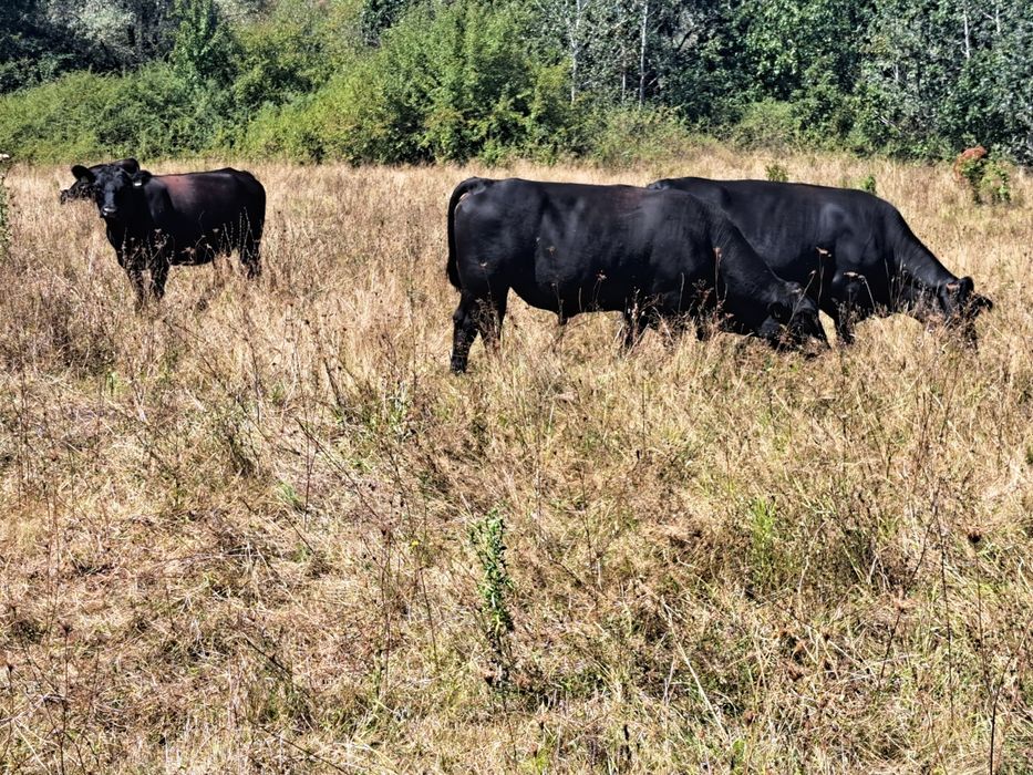 Vaca Angus cu vitel