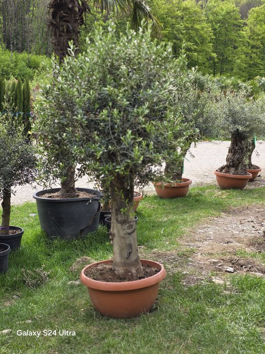 Măslini la cele mai bune prețuri